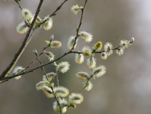 IMG_2035Pussy Willow (640x482)