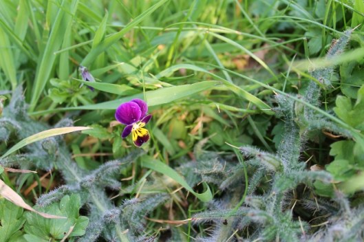 IMG_2038Heartsease (640x427)