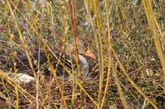 IMG_2043Goose (640x427)