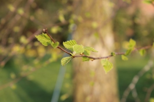 IMG_2044Birch (640x427)