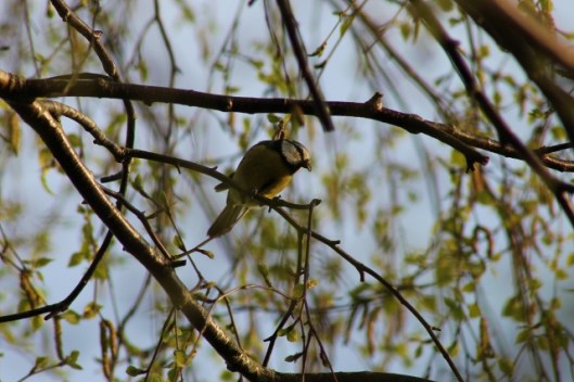 IMG_2048Bluetit (640x427)