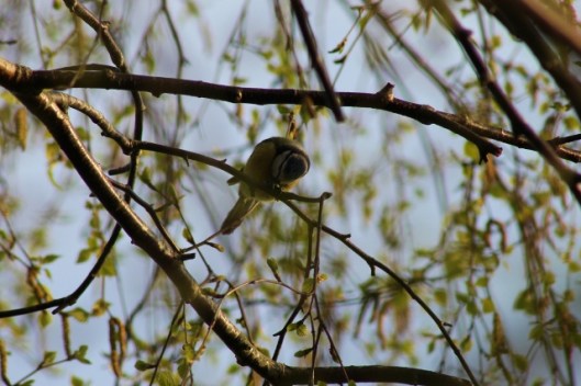 IMG_2049Bluetit (640x427)