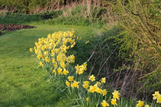 IMG_2051Daffodil (640x427)