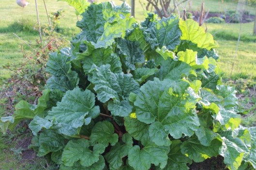 IMG_2052Rhubarb (640x427)