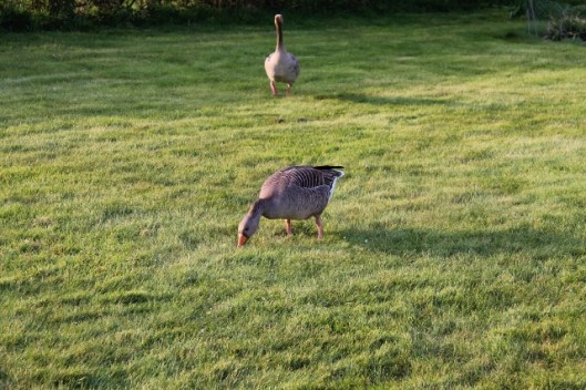IMG_2055Geese (640x427)