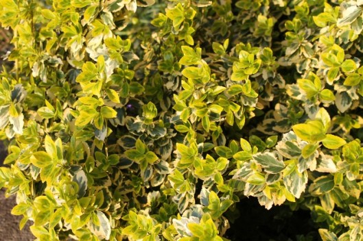 IMG_2056Euonymus (640x427)