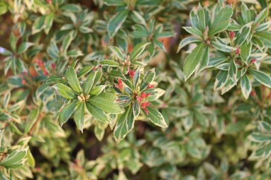 IMG_2057Pieris (640x427)