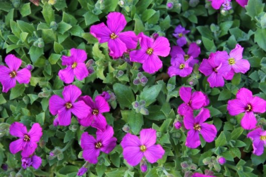 IMG_2065Aubretia (640x427)
