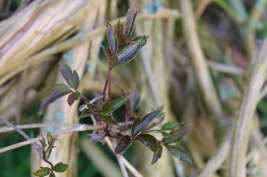 IMG_2066Clematis (640x427)