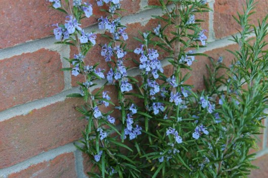IMG_2068Rosemary (640x427)