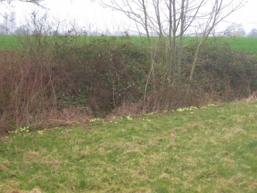 IMG_4326Primroses (640x480)