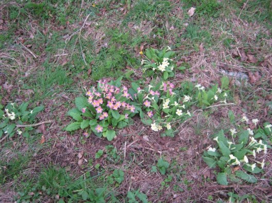 IMG_4327Primroses (640x480)