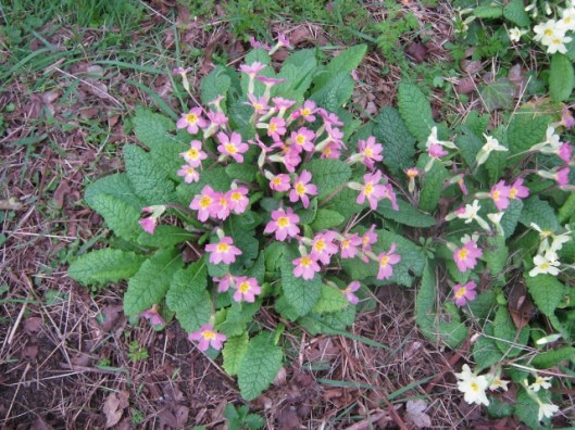 IMG_4328Primroses (640x480)