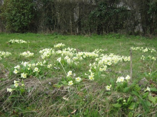 IMG_4334Primroses (640x480)