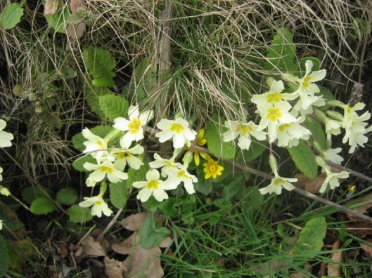 IMG_4335Primroses and celandines (640x480)