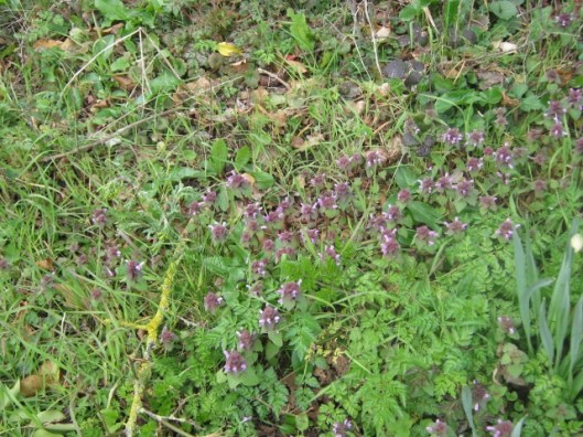 IMG_4337Red Dead-nettle (640x480)