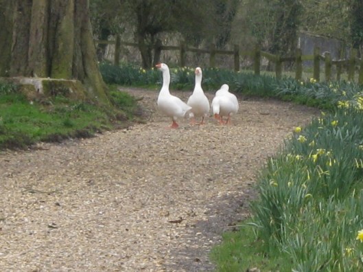 IMG_4338Cordelia's geese (640x480)