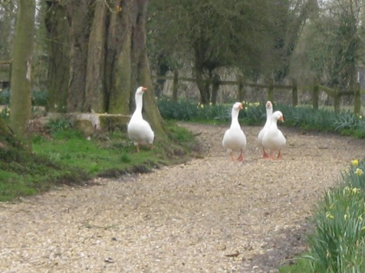 IMG_4339Cordelia's geese (640x480)