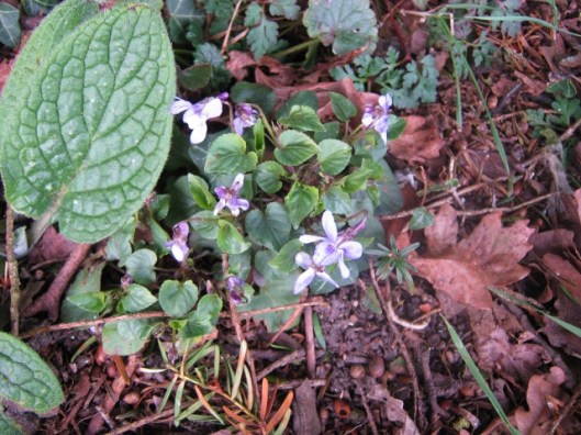 IMG_4340Early Dog-violet (640x480)