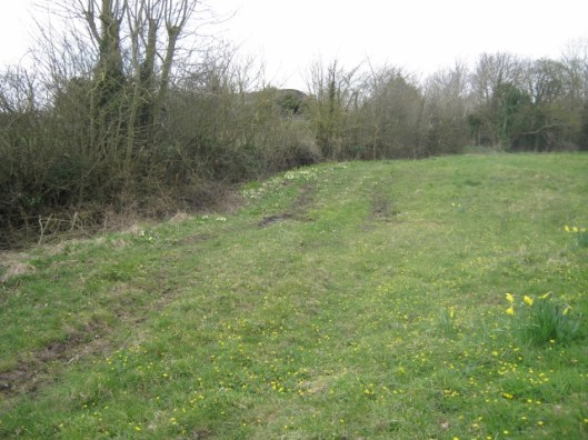 IMG_4342Primroses, celandines and daffodils (640x480)