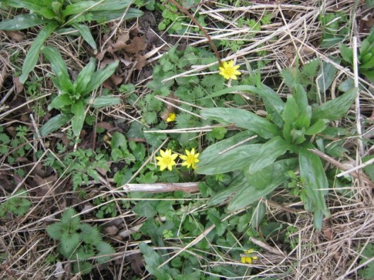 IMG_4345Celandines (640x480)
