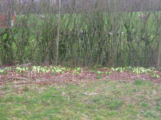 IMG_4346Primroses (640x480)