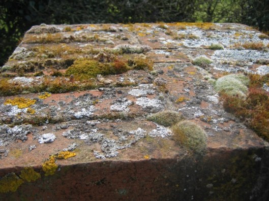 Lichen and moss-covered wall