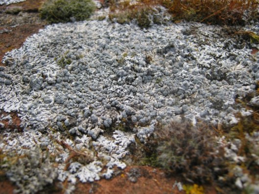 Lichen on top of wall