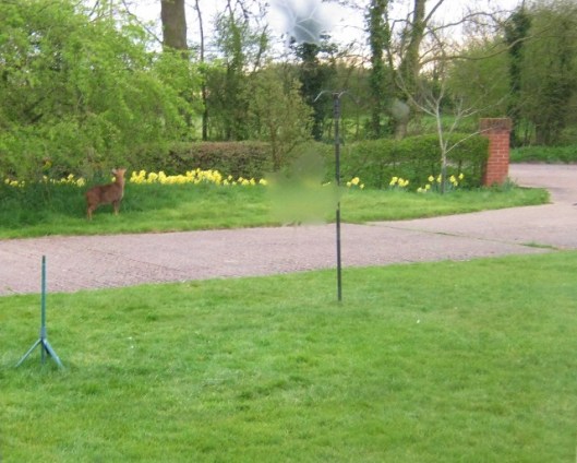 IMG_4404Deer (640x513)