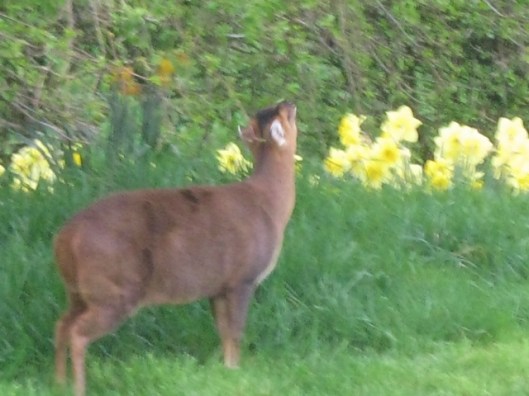 IMG_4405Deer (640x480)