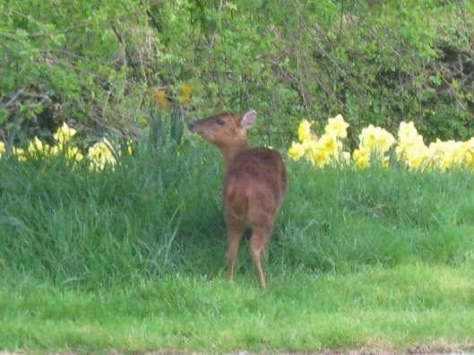 IMG_4406Deer (640x480)