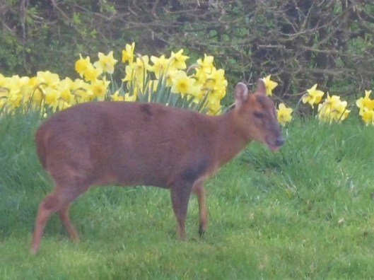 IMG_4408Deer (640x480)