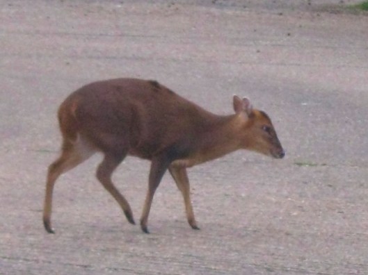 IMG_4409Deer (640x480)