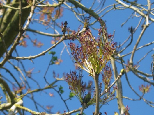 IMG_4441Ash flowers (640x480)