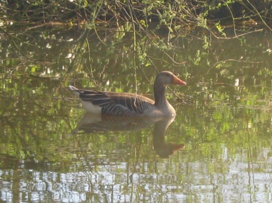 IMG_4444Greylag (640x480)