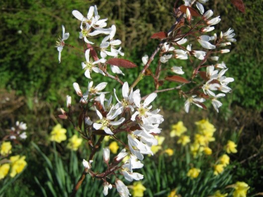 IMG_4458Amelanchier (640x480)