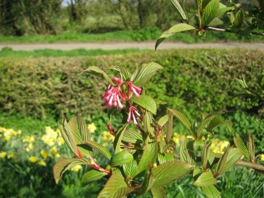 IMG_4459Viburnum (640x480)