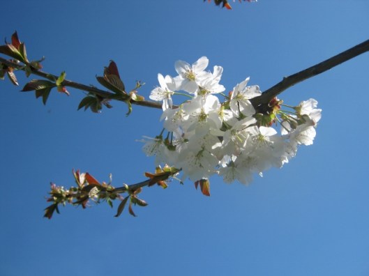 IMG_4461Wild Cherry (640x480)