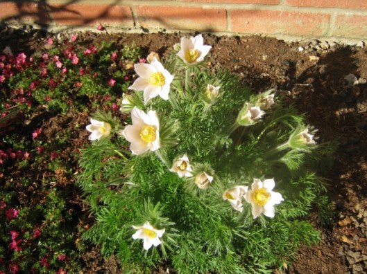 IMG_4462Pasque Flower (640x480)