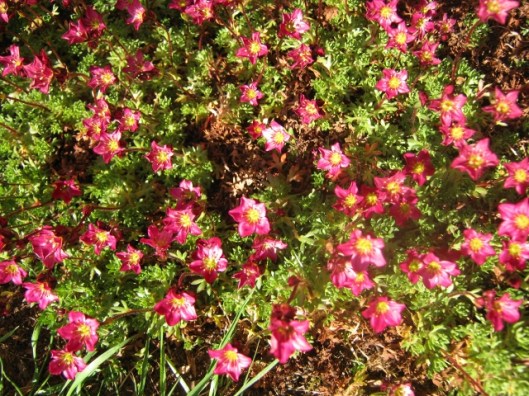 IMG_4463Saxifrage (640x480) (2)
