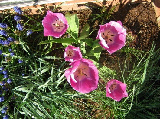 IMG_4465Tulips (640x480)