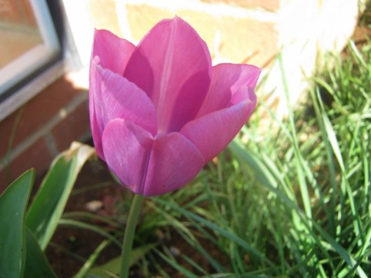 IMG_4466Tulip (640x480)