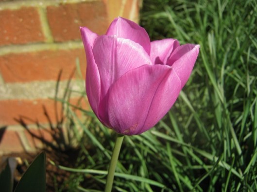 IMG_4467Tulip (640x480)