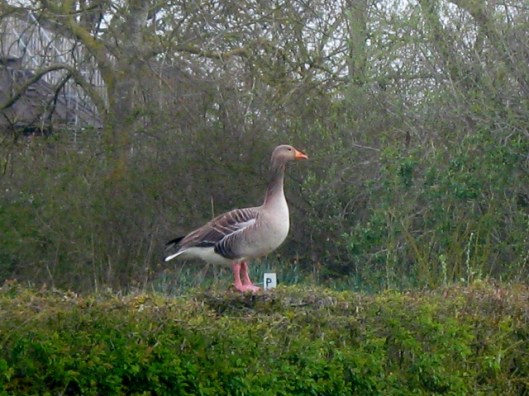 IMG_4468Greylag (640x480)