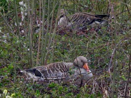 IMG_4469Greylags nesting (640x480)