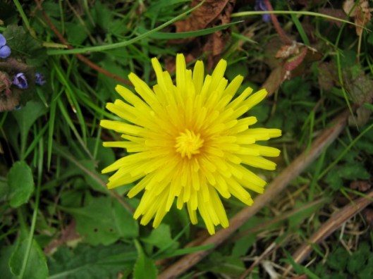 IMG_4474Dandelion (640x480)