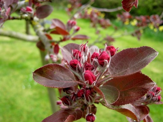IMG_4476Crabapple 'Harry Baker' (640x480)