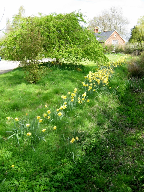 IMG_4477Daffodils (480x640)