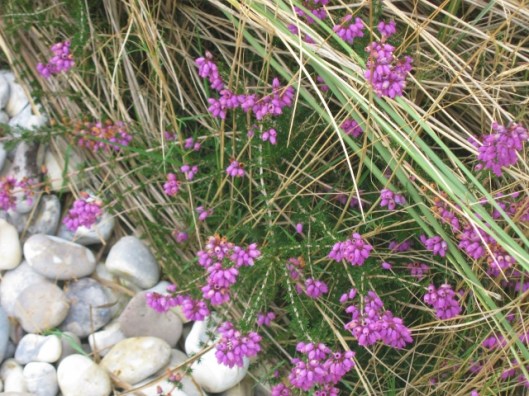 012Heather on the shoreline (640x480)