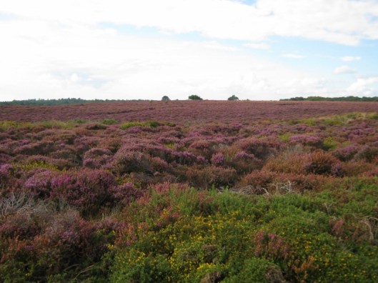 033Dunwich Heath - heather (640x480)